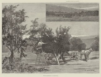 Fruit plukken in Californië